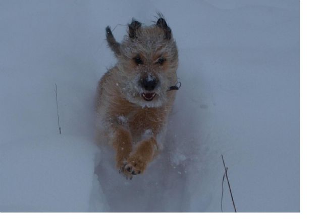 Mexikansk Nakenhund