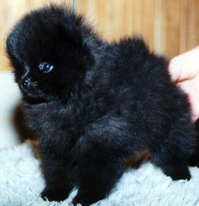 JWW -02 Little PomPom's Black Widow, Mother
